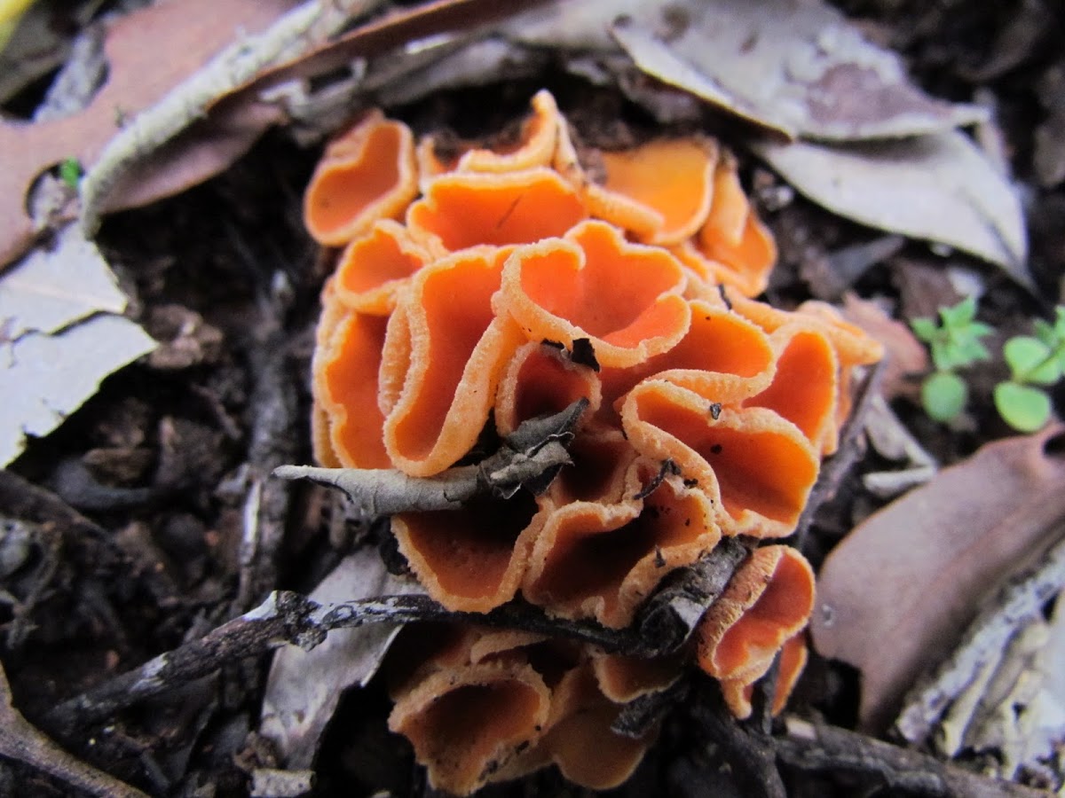 Stalked orange peel fungus