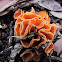 Stalked orange peel fungus