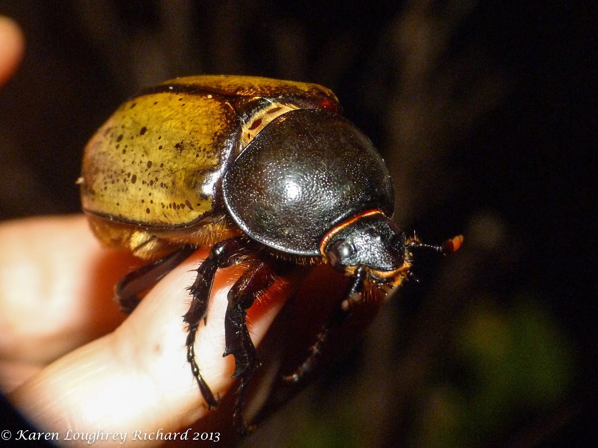 Eastern Hercules beetle (female)