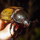 Eastern Hercules beetle (female)