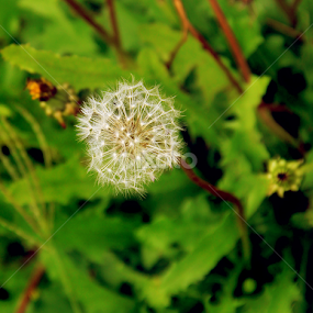 by Drianz Chen - Nature Up Close Other plants