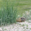 Yellow-bellied Marmot