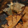 Dead-Leaf Grasshopper Nymph