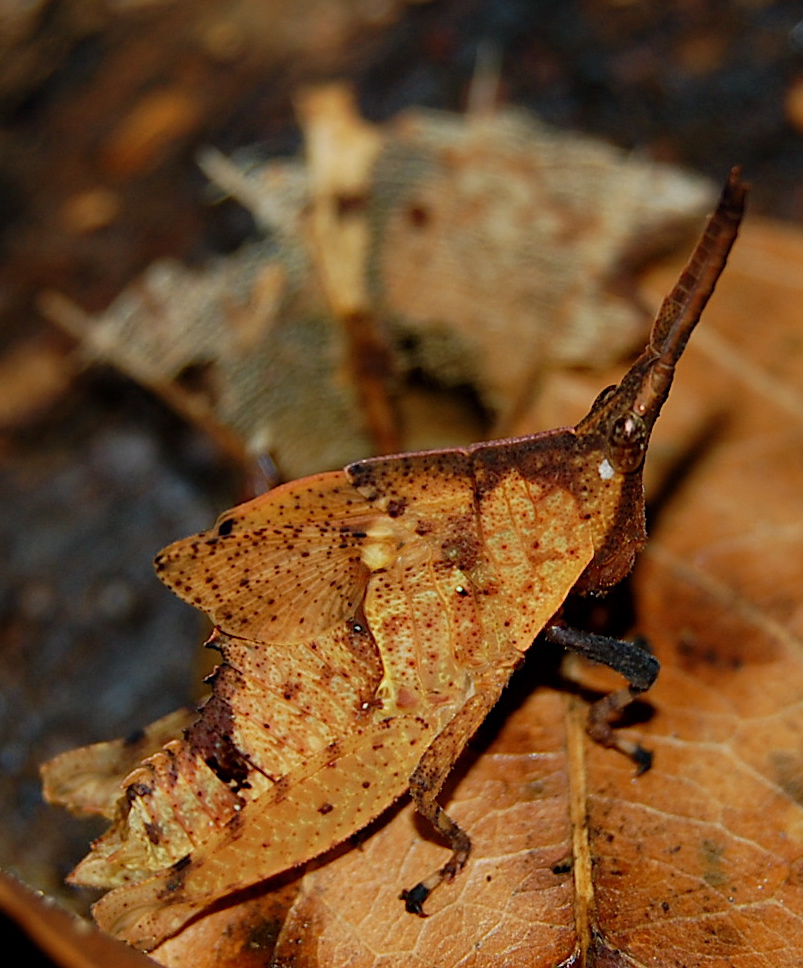 Dead-Leaf Grasshopper Nymph