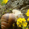 Roman edible snail / Puž vinogradnjak