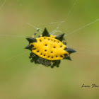 Spiny Orb Weaver Spider