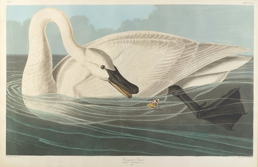 The Birds of America, Plate #406: "Trumpeter Swan"