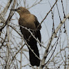 Female great-tailed grackle