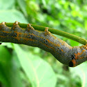 Serrodes campana Moth Caterpillar