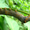 Serrodes campana Moth Caterpillar