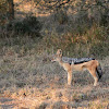 Black-Backed Jackal