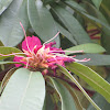 Rhododendron,Redoendro