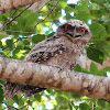 Tawny Frogmouth (young juvenile)