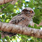 Tawny Frogmouth (young juvenile)