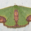 Geometridae