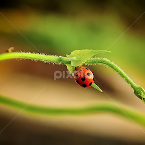 Lady Beetle by Agung Setiawan - Animals Lions, Tigers & Big Cats