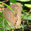 Common or Dingy Bushbrown