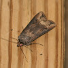 Ipsilon Dart Moth