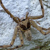Brown Huntsman Spider (male)