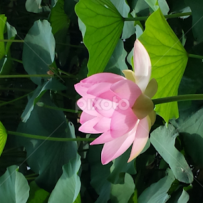 by Joana Gramajo - Flowers Single Flower