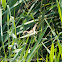 Reed Warbler; Carricero Común