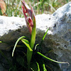Small-flowered Serapia