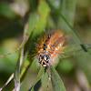 salt marsh caterpillar