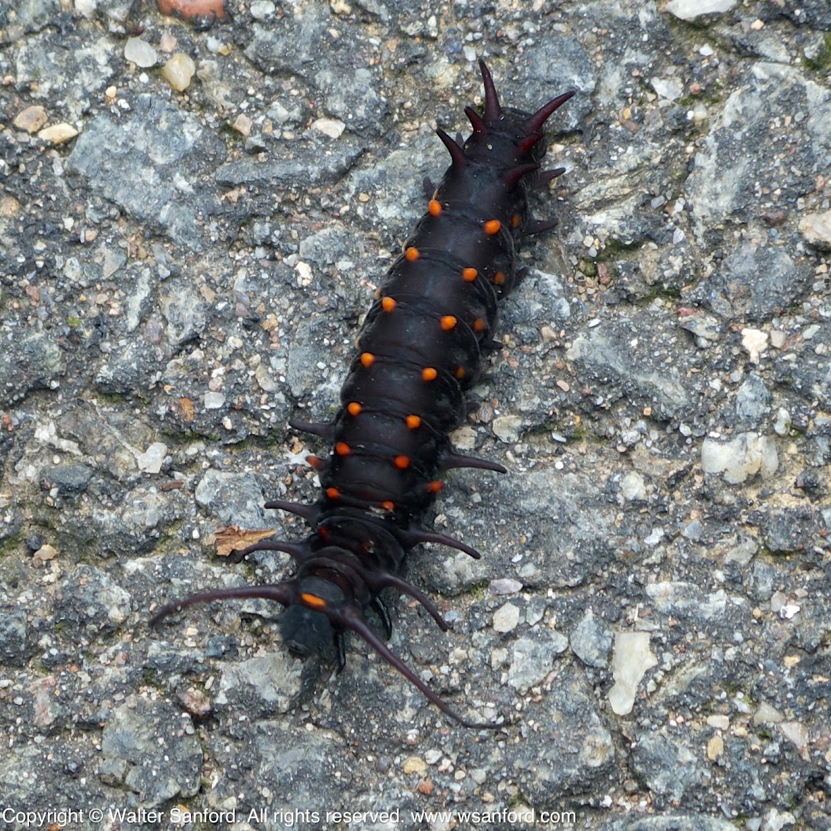 Pipevine Swallowtail butterfly caterpillar