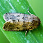 Noctuid Moth