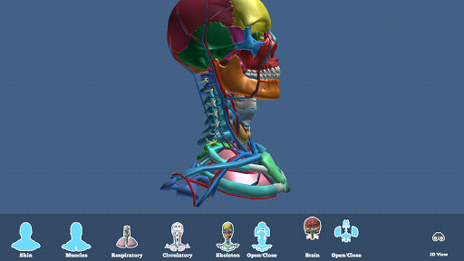 Brain | definition of brain by Medical dictionary