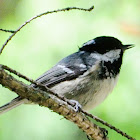 Coal Tit; Carbonero Garrapinos