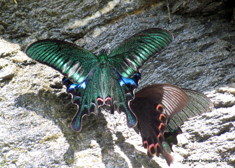 Common Peacock