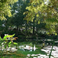 菁芳園 Tenway Garden／花園餐廳／落羽松