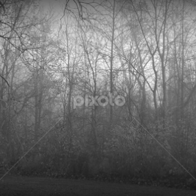 Don't you just love the morning fog, it makes my backyard look so creepy by Dan Williams - Uncategorized All Uncategorized