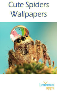 Cute Spiders Wallpapers(圖1)-速報App