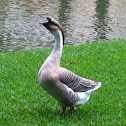 Brown Chinese Goose (domestic)