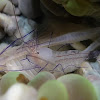 Bubble Coral Commensal Shrimp