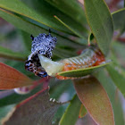 Bottlebrush Sawfly larva -molting