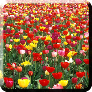 Garden Live Wallpapers.apk 1.0.2
