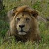 Maasai Lion