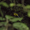 Sumatran Trogon