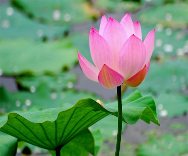 How to get Lotus Live Wallpaper 1.3 unlimited apk for pc