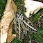 White-lined sphinx  a.k.a. Hummingbird moth