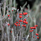 Rode heidelucifer  (Cladonia floerkeana)