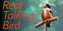 Real Talking Bird APK