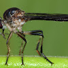 Robber Fly