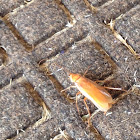 Turkestan Cockroach (male)