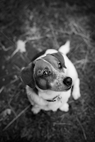 Patiently Waiting by Lee Griffiths - Animals - Dogs Portraits