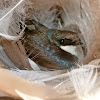 Tree swallow (box #6 brood #1)