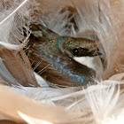 Tree swallow (box #6 brood #1)